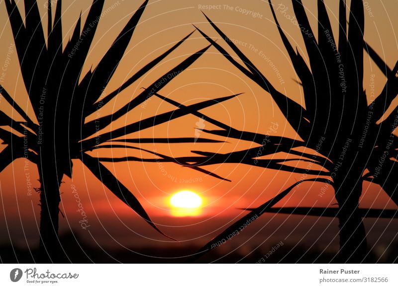 Sonnenuntergang in Portugal Wohlgefühl Zufriedenheit Erholung Sonnenaufgang Pflanze Küste Meer Lissabon Wärme gelb rot schwarz Fernweh Freiheit Farbfoto