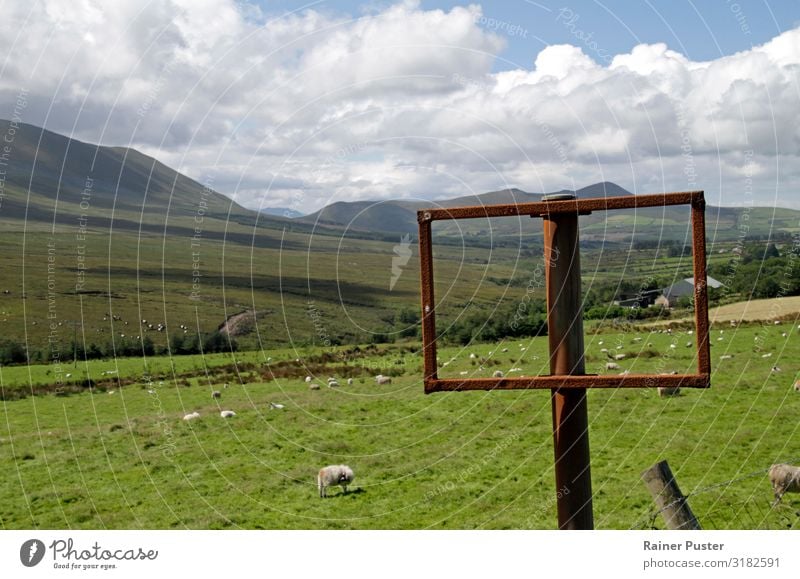 Grüne Weiten: Unterwegs durch Irland Ferne Sommerurlaub wandern Umwelt Gras Wiese Hügel Republik Irland Menschenleer Wege & Pfade Schaf Tiergruppe Herde