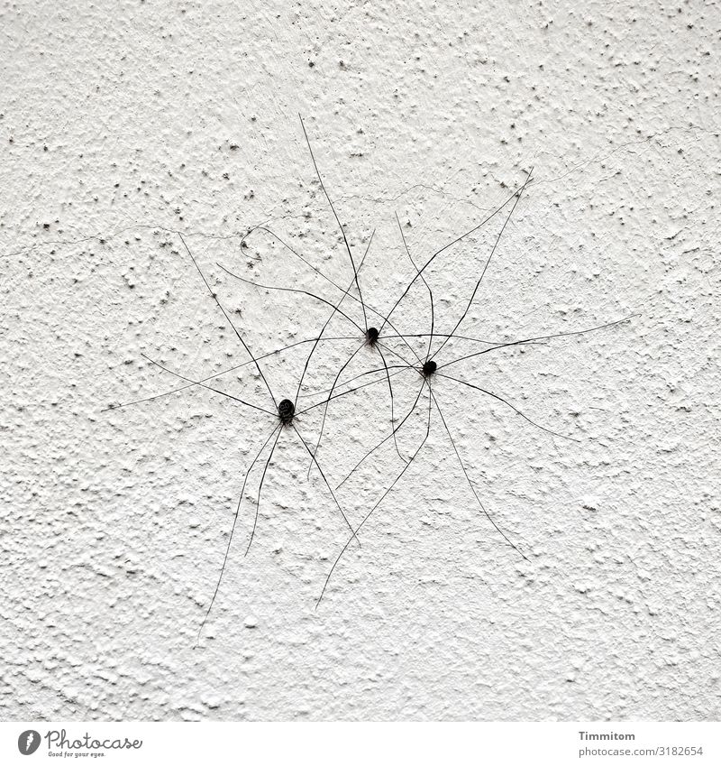 Spinnenmeeting Spinnenbeine Spinnenkörper Meeting 3 eng zusammen Gruppe Nahaufnahme Menschenleer Wand Putz rau weiß schwarz
