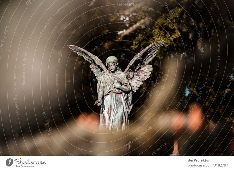Engel auf Friedhof Tourismus Sightseeing Städtereise Umwelt Schönes Wetter Baum Park Sehenswürdigkeit Wahrzeichen Denkmal ästhetisch außergewöhnlich dunkel
