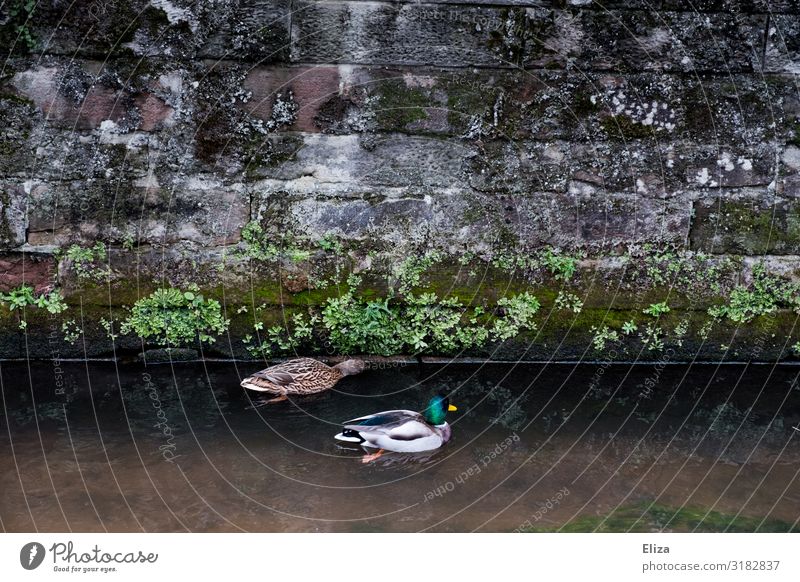 Entis Wildtier Entenvögel 2 Tier grün Wasser Kanal Mauer Paar Schwimmen & Baden Farbfoto Außenaufnahme Menschenleer Textfreiraum links Textfreiraum rechts