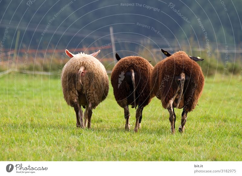 Dreiklang l Zwei schwarze Schafe. Schafherde Weide Wiese Tier Natur Herde Nutztier Gras Landschaft Tiergruppe Wolle grün Umwelt Fressen Fell Landwirtschaft