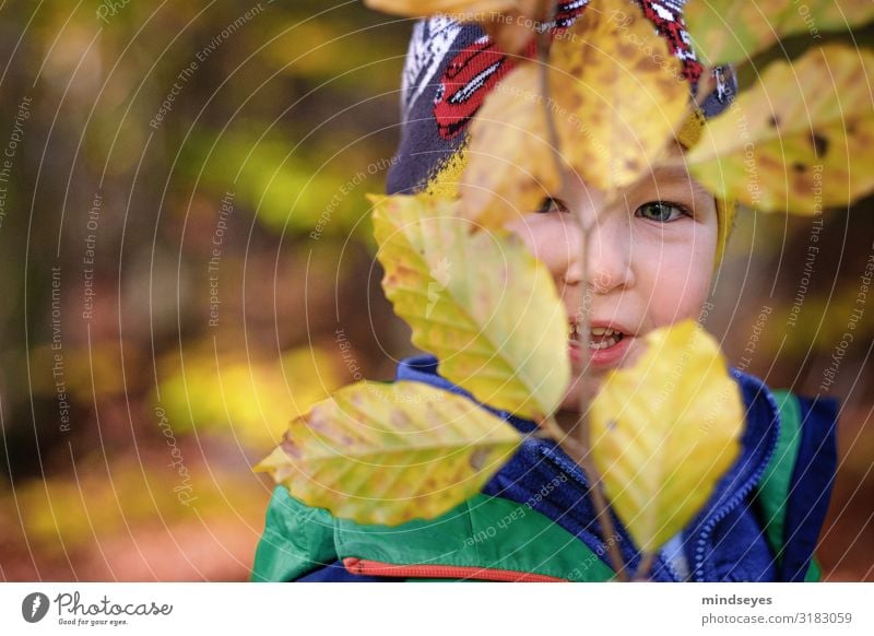 Kleiner Junge versteckt sich hinter Blättern Spielen Gesicht 1 Mensch 1-3 Jahre Kleinkind Natur Herbst Zweige u. Äste Buche Wald beobachten lachen lernen Blick