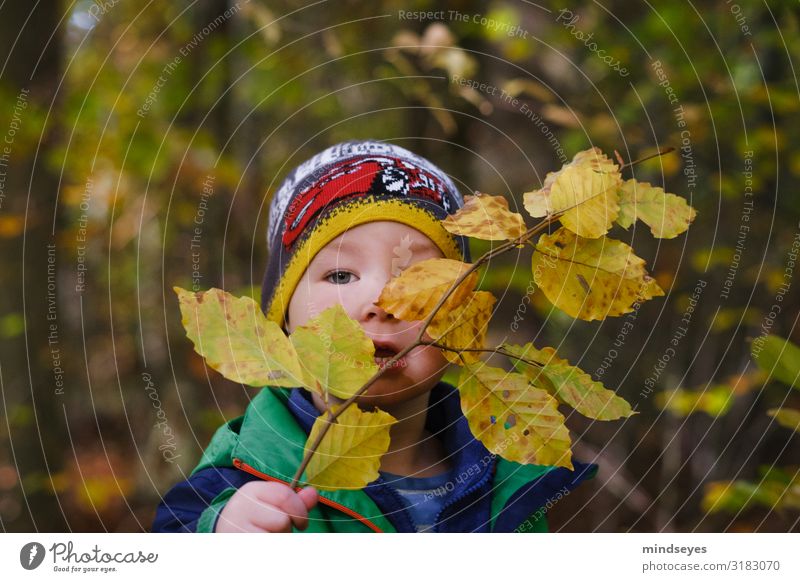Kleiner Junge im Herbstwald Spielen Abenteuer 1 Mensch 1-3 Jahre Kleinkind Natur Buchenblatt Zweige u. Äste Wald Jacke Mütze beobachten entdecken Wachstum