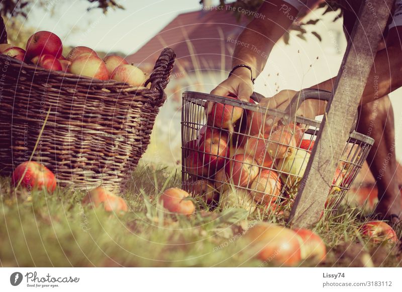 Apfelernte Frucht Häusliches Leben Haus Garten 1 Mensch 30-45 Jahre Erwachsene Sommer Arbeit & Erwerbstätigkeit frisch Gesundheit Billig natürlich saftig süß