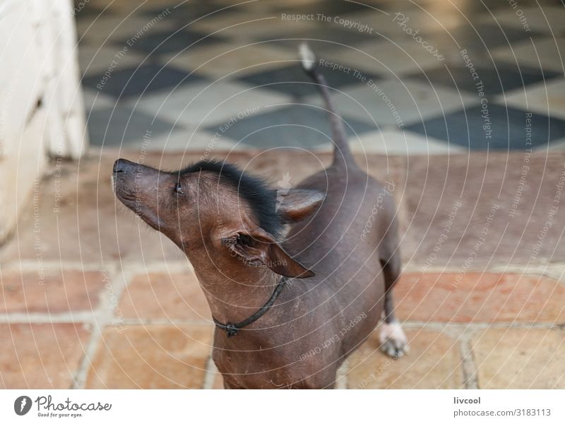 mexikanischer haarloser Hund II , Kuba Haus Freundschaft 1 Mensch Tier Haustier authentisch Coolness Freundlichkeit schön einzigartig klein niedlich braun