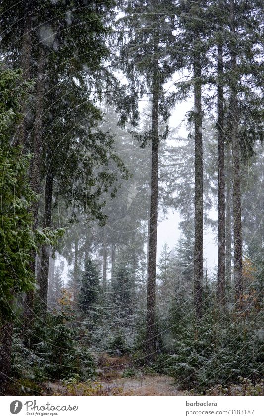 Waldspaziergang mit Schneeflocken Landschaft Urelemente Herbst Winter Nebel Eis Frost Schneefall Schwarzwald genießen dunkel hoch kalt grau grün weiß Stimmung