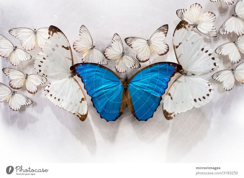 ein Haufen weißer Schmetterlinge, zwei große Pieris rapae und ein großer blauer Morpho auf einer weißen Tischplatte schön Natur Tier natürlich Beautyfotografie