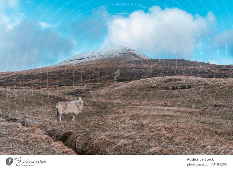 Färöerschafe auf der Weide Schaf Hügel Føroyar Fressen Gras regenarm Wolken Himmel Landschaft wollig Schafherde Tier Bauernhof Vieh Landwirtschaft ländlich
