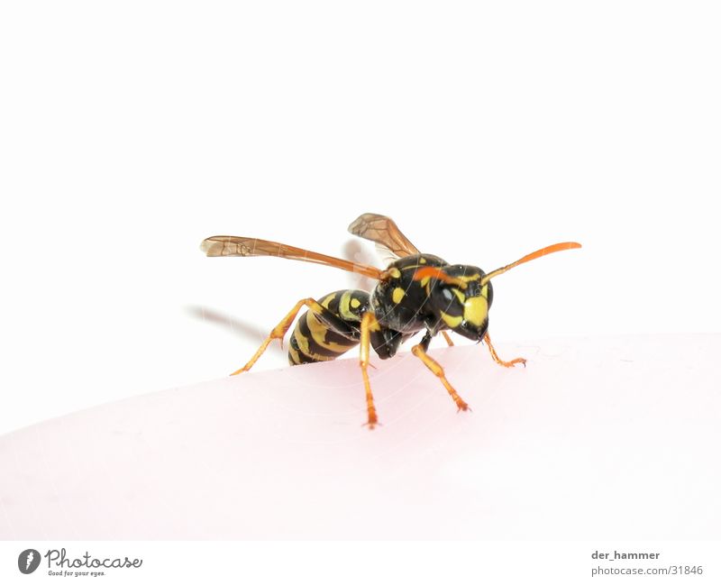 Wespe - Vespina Wespen Makroaufnahme Insekt Zange Chitin schwarz gelb Aggression Flügel lästig