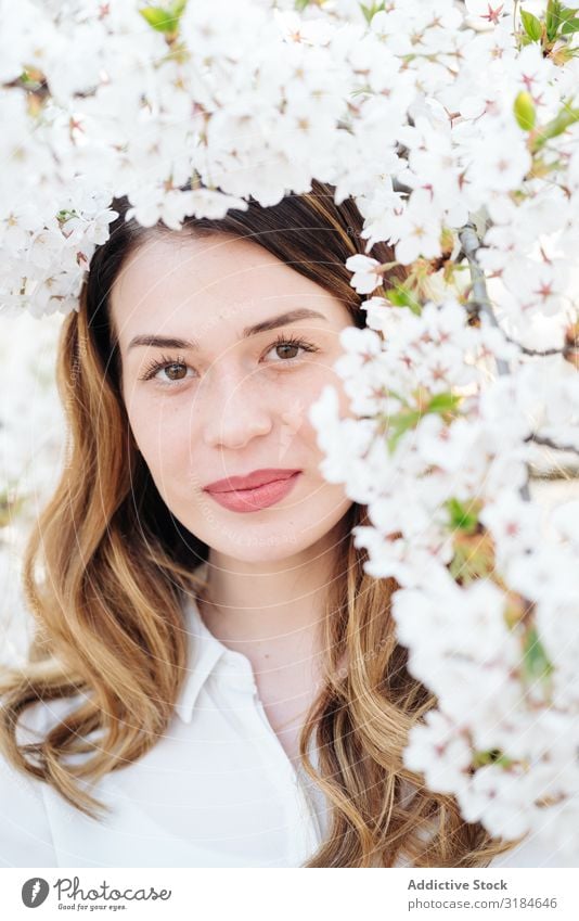 Schöne Frau inmitten weißer Blumen Baum Überstrahlung Branche Frühling Lächeln Garten Jugendliche Blüte Pflanze aromatisch Wittern froh Vergnügen elegant Glück