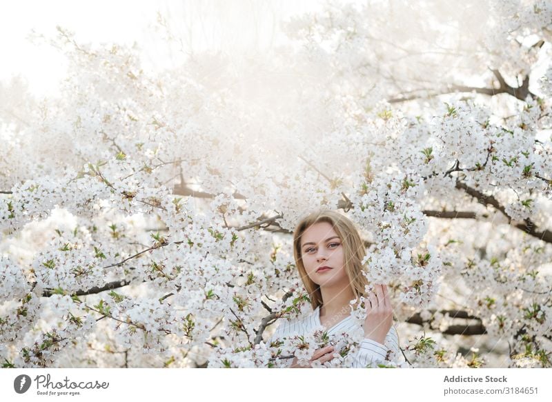 Schöne Frau inmitten weißer Blumen Baum Überstrahlung Branche Frühling Garten Jugendliche Blüte Pflanze aromatisch Wittern Vergnügen elegant Dame genießen zart
