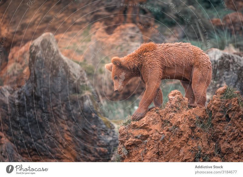Braunbär beim Wandern in felsigem Gelände Bär braun laufen Natur Tierwelt Säugetier groß Risiko Fauna kampfstark furchterregend Grizzly riesig Umwelt Pelzmantel