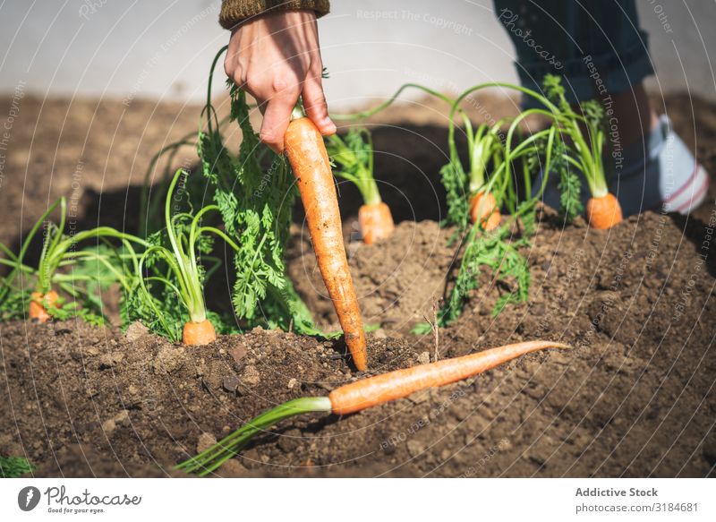 Getreidefrau beim Ernten von Karotten im Garten Frau Möhre Erde ziehend sitzen Sonnenstrahlen Tag Bauernhof organisch Lebensmittel Gemüse Landwirtschaft Pflanze