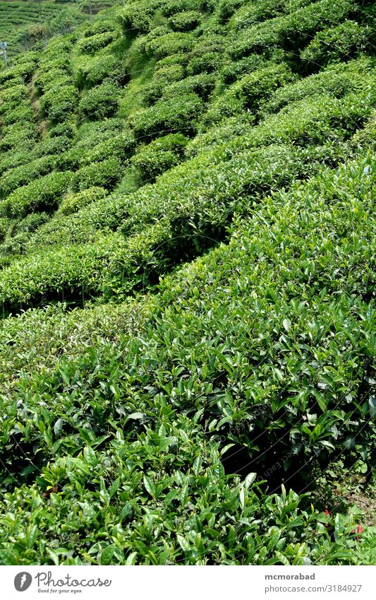 Teegarten Getränk Pflanze grün brauen trinken Schonung Bodenbearbeitung Bauernhof Anwesen Feldfrüchte beschnitten geschnitten Oberseite schließen Aussicht