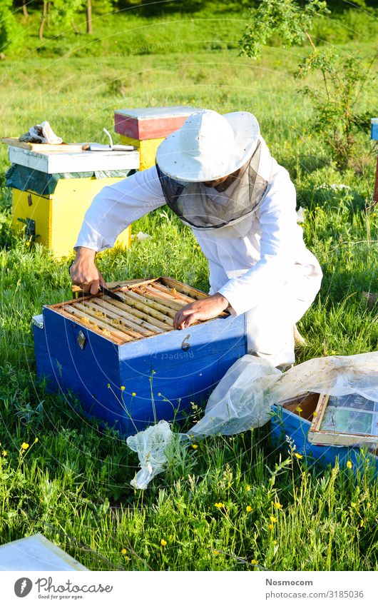 Mann Imker, der ihre Bienenkästen inspiziert. Lebensmittel Gemüse Süßwaren Design schön Sommer Garten Arbeit & Erwerbstätigkeit Beruf Gartenarbeit