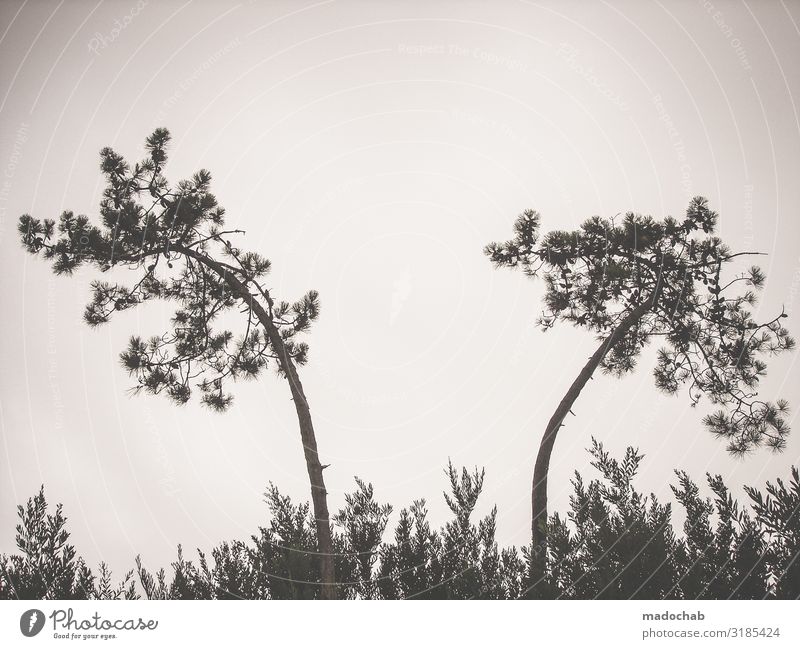 1800 - Silhouette Freisteller Kiefer Baum Scherenschnitt neutral Umwelt Natur Landschaft Pflanze Sträucher Gefühle Stimmung Romantik schön ruhig Toleranz
