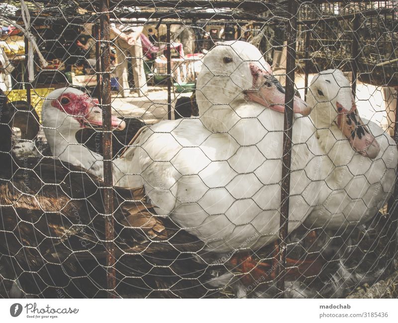 Gans Käfig Konsum Tierquälerei Käfighaltung Tierwohl Fleisch Lebensmittel Ernährung Nutztier Vogel 3 Schwarm Tierpaar nachhaltig Verantwortung schuldig Scham