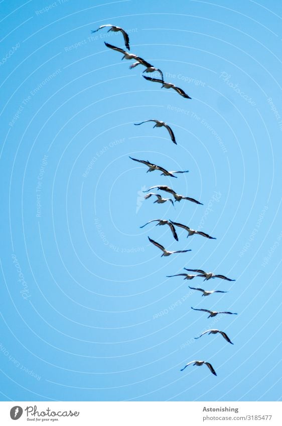 im Flug Umwelt Natur Pflanze Luft Himmel Wolkenloser Himmel Sommer Tier Wildtier Vogel Flügel Pelikan Schwarm fliegen blau Menschengruppe fliegend viele schwarz