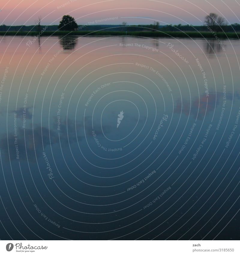 Still ruht der See Landschaft Wasser Horizont Sonnenaufgang Sonnenuntergang Schönes Wetter Pflanze Küste Seeufer Flussufer Oder blau rosa Farbfoto Außenaufnahme