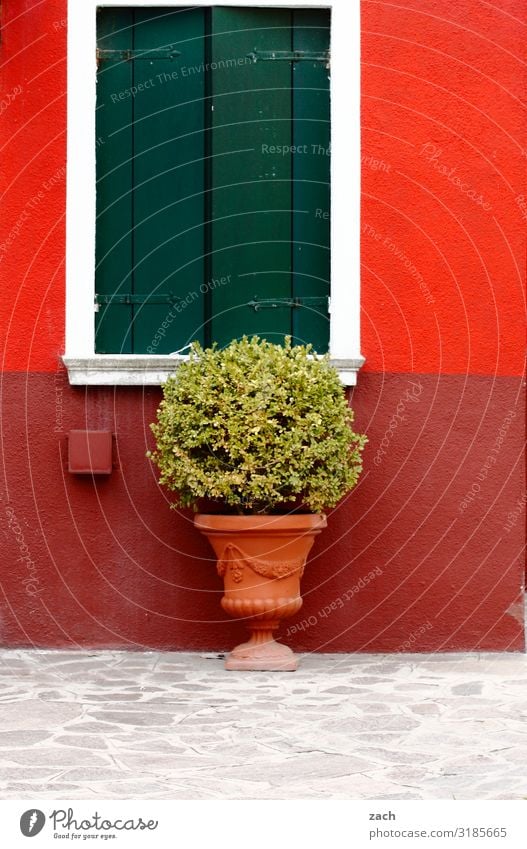 Burano Pflanze Sträucher Nutzpflanze Topfpflanze Venedig Italien Dorf Fischerdorf Stadtzentrum Menschenleer Haus Mauer Wand Fassade Fenster Fensterladen