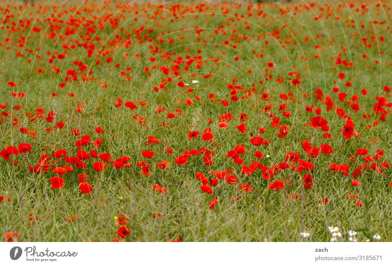 Happy Mohnday Landwirtschaft Landschaft Pflanze Blume Blüte Nutzpflanze Mohnblüte Wiese Feld Brandenburg Wachstum Farbfoto Außenaufnahme Menschenleer