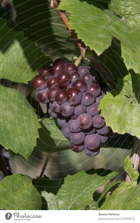 Weintrauben Lebensmittel Frucht Ernährung Bioprodukte Vegetarische Ernährung Diät Lifestyle schön Gesundheit Gesunde Ernährung Wellness Natur Pflanze