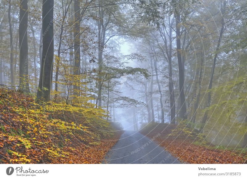 Nebel im Herbstwald Baum Wald blau braun grün schwarz ruhig spessart Farbfoto Außenaufnahme Menschenleer Textfreiraum rechts Textfreiraum unten Tag