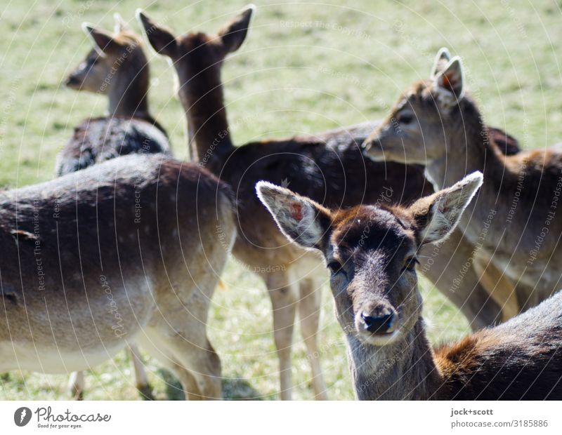 Rehblick Wiese Wildtier Tiergesicht Tiergruppe authentisch natürlich Neugier Wärme braun Zusammensein Wachsamkeit Idylle Verhalten Lebensraum Tierschutz Bambi
