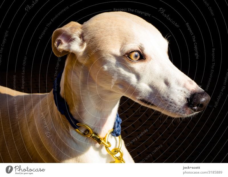 windiger Hund elegant Haustier Windhund 1 Tier Hundehalsband braun gold Gefühle Wachsamkeit Sinnesorgane Statussymbol Körperspannung Hundeschnauze Begleiter