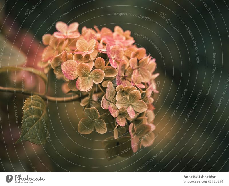 Hortensie Umwelt Pflanze Blume Blatt mehrfarbig grün orange rosa Farbfoto Hintergrund neutral Profil