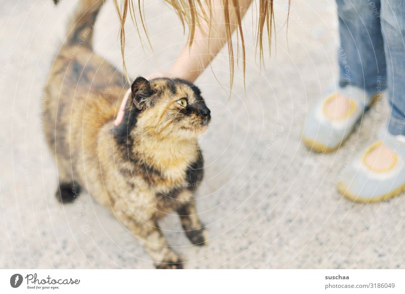 katze streicheln (2) Kind Mädchen Katze Hauskatze Tier Haustier Streicheln Tierliebe Zuneigung niedlich genießen berühren Fell Haare & Frisuren Fuß Schnurren