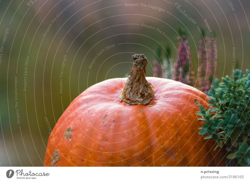 Kürbiszeit Ernährung groß rund orange rot Gartenpflanzen Heidekrautgewächse Farbfoto Außenaufnahme Textfreiraum links Unschärfe Zentralperspektive