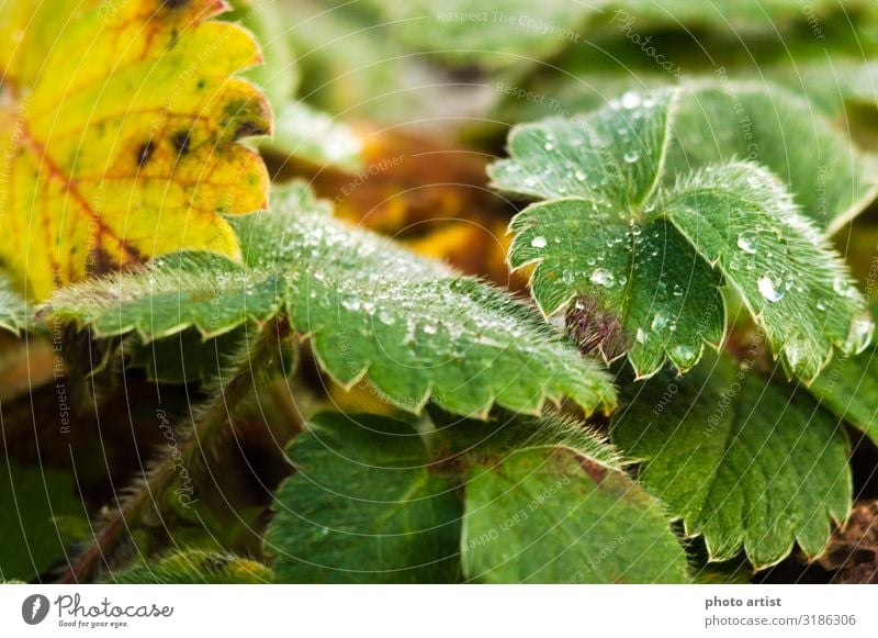 Erdbeerpflanze im Herbst bei regen Makro Frucht Umwelt Natur Pflanze Erde Wasser Wassertropfen schlechtes Wetter Blatt Grünpflanze Nutzpflanze Garten Dorf Seil