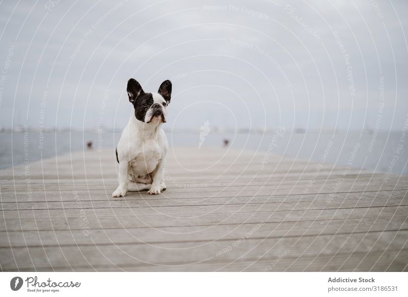 Süßer Hund auf dem Pier in der Nähe des Meeres Anlegestelle sitzen Strand französische Bulldogge Wegsehen Wasser Haustier Wellen Freundschaft grau matt Stimmung