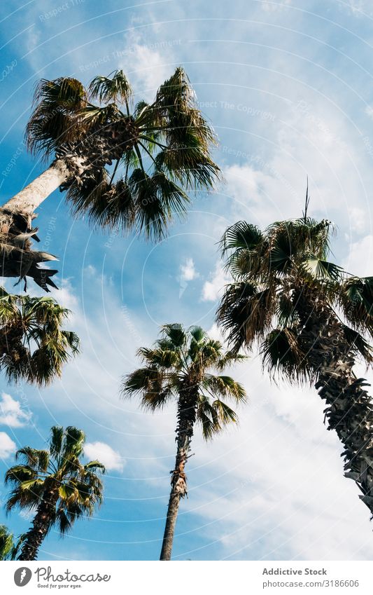 Hohe Palmen unter dem Himmel Handfläche Höhe üppig (Wuchs) von unten Sonnenstrahlen Blatt anschaulich Schönes Wetter Sommer tropisch Natur Pflanze Baum Ast
