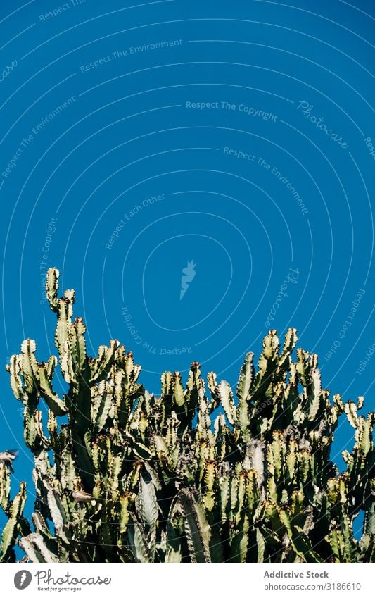 Großer Kaktus vor blauem Himmel groß Blauer Himmel Garten Wachstum Natur Vorbau hoch Pflanze Sukkulenten grün natürlich botanisch Botanik schön Wüste tropisch
