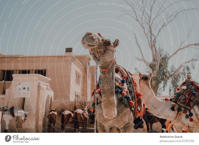Lustige Kamele in der Wüste Karavane gesattelt Kairo Ägypten Ornament lustig Ferien & Urlaub & Reisen Natur Sand Ausflug Sonnenstrahlen Tag regenarm trocken
