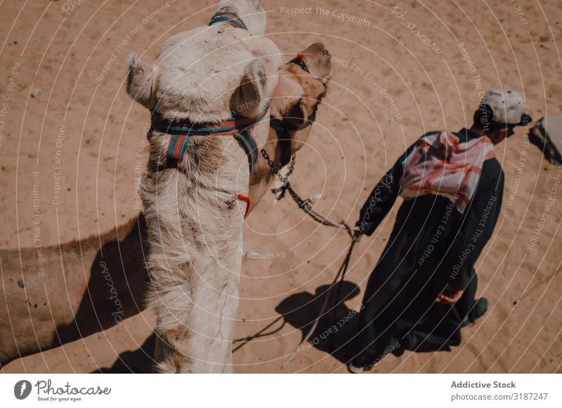 Araber und Kamel in der Nähe der Großen Pyramiden Wüste laufen Kairo Ägypten Gizeh Ferien & Urlaub & Reisen Prima Sand Wahrzeichen Landschaft Tier Sattel