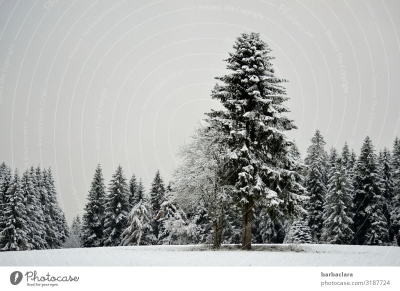 Oh Tannenbaum Weihnachten & Advent Landschaft Urelemente Winter Eis Frost Schnee Baum Wald Schwarzwald stehen ästhetisch kalt grau schwarz weiß Stimmung