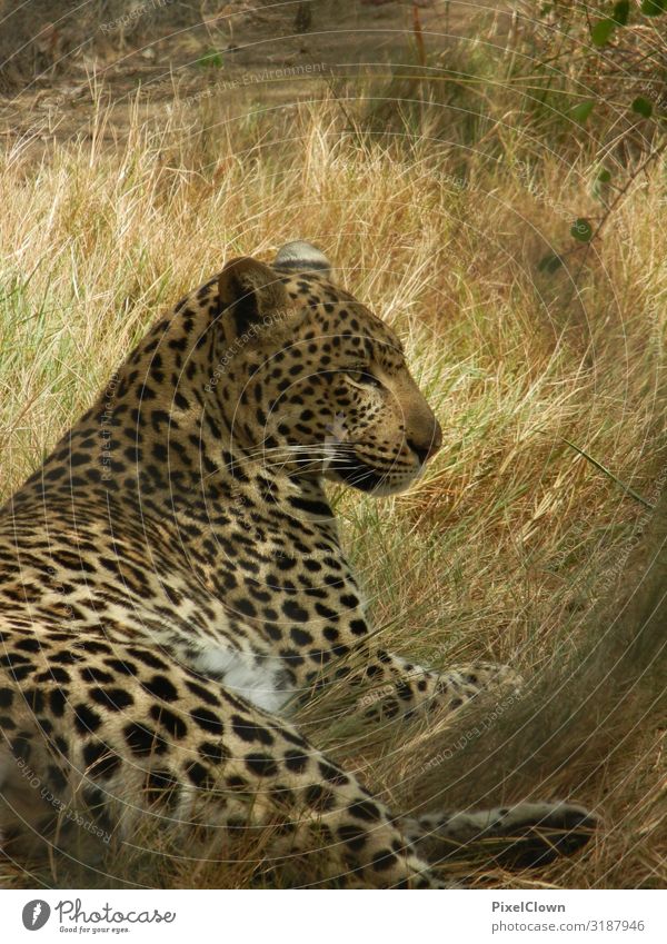 Leopard Freude Ferien & Urlaub & Reisen Tourismus Abenteuer Ferne Freiheit Natur Sonne Sehenswürdigkeit Tier Katze 1 schlafen schön gelb Stimmung Farbfoto