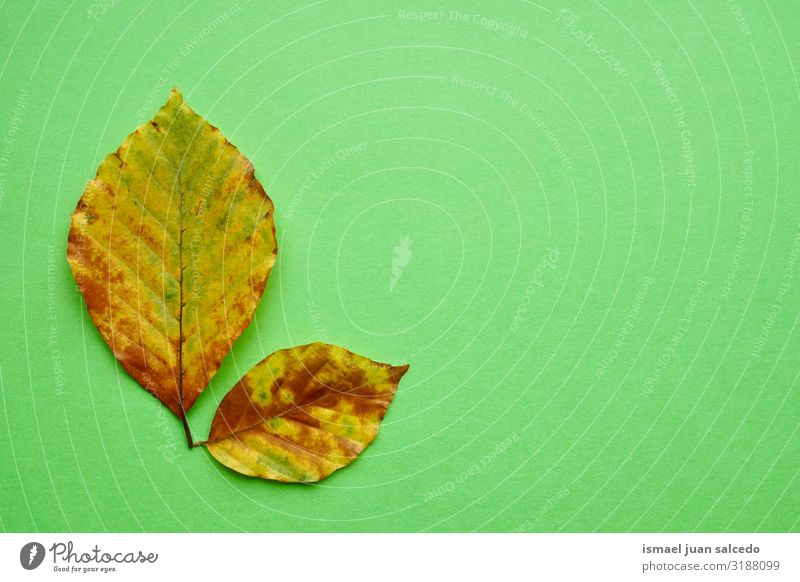 gelbe Blätter mit Herbstfarben auf grünem Hintergrund Blatt Einsamkeit Isoliert (Position) Boden Natur natürlich Außenaufnahme Hintergrund neutral