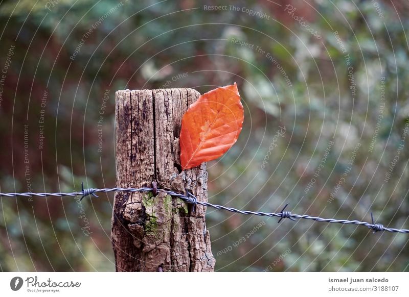 braunes Baumblatt am Stacheldrahtzaun in der Herbstsaison Blatt Einsamkeit Isoliert (Position) Boden Natur natürlich Außenaufnahme Hintergrund neutral