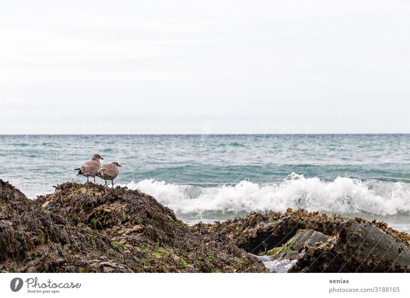 Zwei Möwen hocken auf einem Fels an der Küste Wellen Meer England Europa Tier Vogel 2 warten blau braun weiß Tag Totale Natur Landschaft Strand Himmel