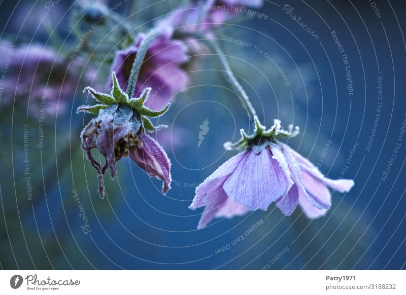 Blumen nach dem ersten Frost Eis Pflanze Blüte blau violett Stimmung Romantik schön Sehnsucht Natur Vergänglichkeit Farbfoto Außenaufnahme Menschenleer