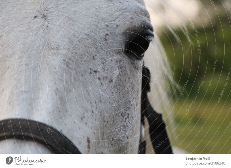 Pferdeportrait Tier 1 ästhetisch elegant Freundlichkeit grün schwarz weiß selbstbewußt Kraft Tierliebe Treue schön friedlich Gelassenheit ruhig Farbfoto