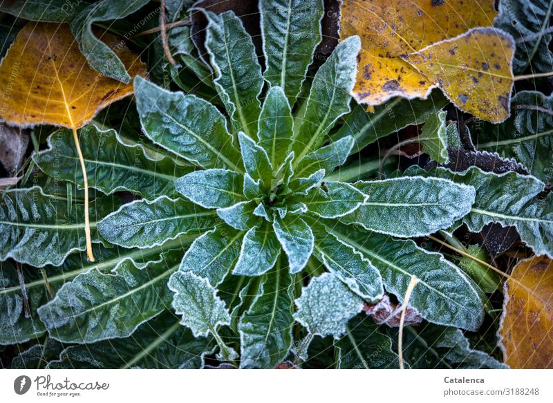 Ein Hauch Raureif liegt auf den Blättern der Nachtkerze Natur Pflanze Winter Wetter Eis Frost Blume Blatt Wildpflanze Laub Pappeln Pappelblatt Garten kalt braun