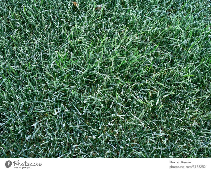 Frosty-grass Umwelt Gras Garten Erholung kalt Klima Natur Makroaufnahme Hintergrundbild Detailaufnahme Farbfoto Außenaufnahme Nahaufnahme Strukturen & Formen