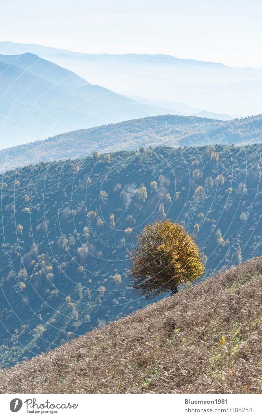 Herbstliche Naturlandschaft mit einem einzigen Baum im Vordergrund schön Ferien & Urlaub & Reisen Tourismus Berge u. Gebirge wandern Umwelt Landschaft Nebel