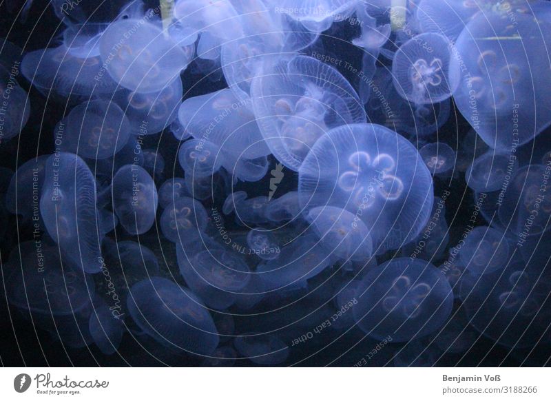 Quallen Tier Tiergruppe Wasser Bewegung Schwimmen & Baden maritim blau schwarz weiß Farbfoto Nahaufnahme Unterwasseraufnahme Licht Schatten Kontrast Tierporträt
